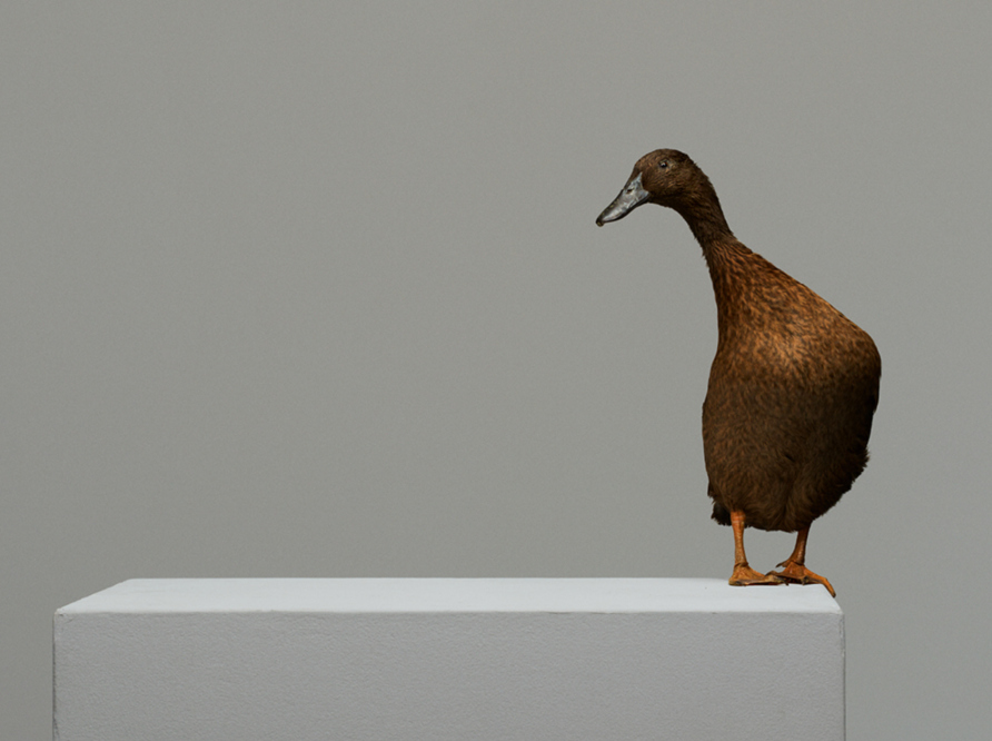 Ducking the truth by Lyn Gardner cover photo