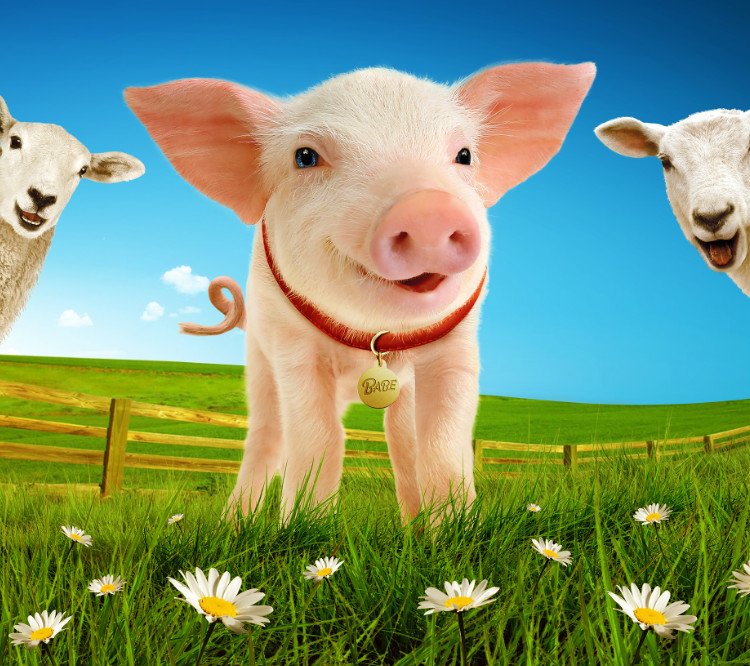 Babe, The Sheep-Pig Tickets London Theatre