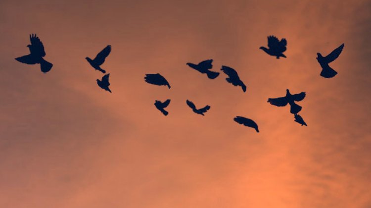 Homing Birds on Stagedoor