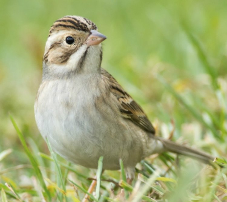 I Relate to the Sparrow Tickets London Theatre