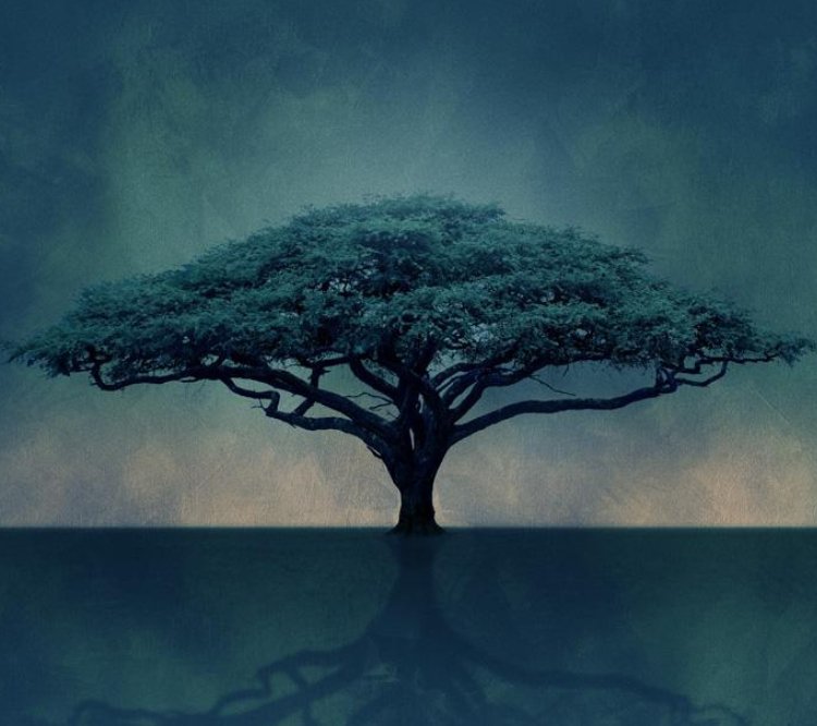 Tree on Stagedoor